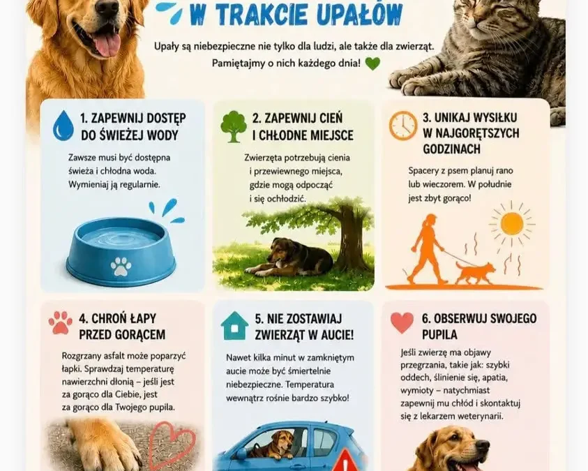 Upały zagrażają zwierzętom – jak im pomóc? Praktyczne porady