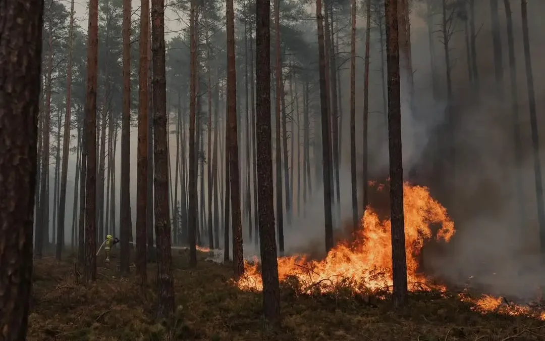 Upały i susza zwiększają ryzyko pożarów lasów – apel o ostrożność