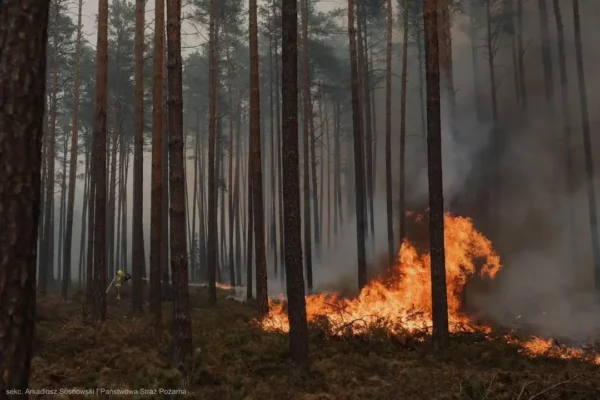 Upały i susza zwiększają ryzyko pożarów lasów – apel o ostrożność