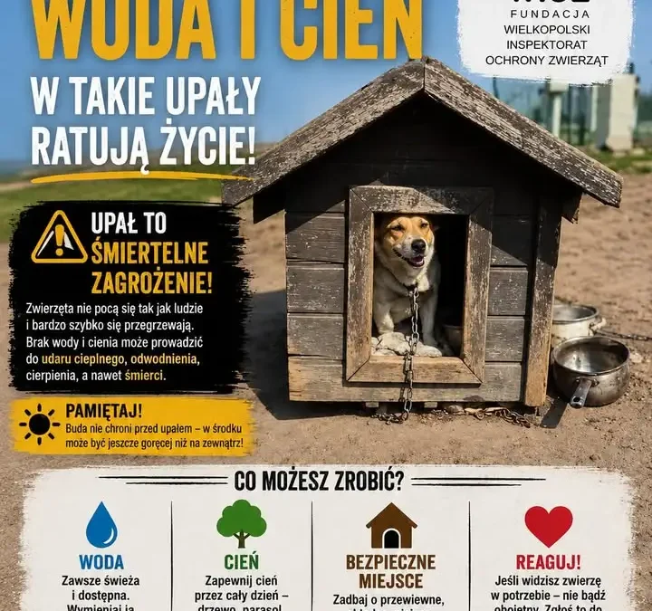Upał groźny dla zwierząt – jak pomóc i reagować?