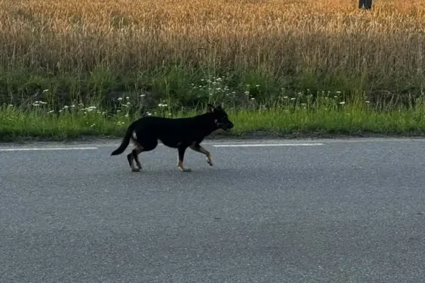 Błąkający się piesek w Garzewie – prośba o pomoc w znalezieniu właściciela