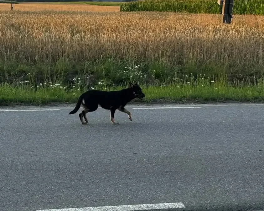Błąkający się piesek w Garzewie – prośba o pomoc w znalezieniu właściciela