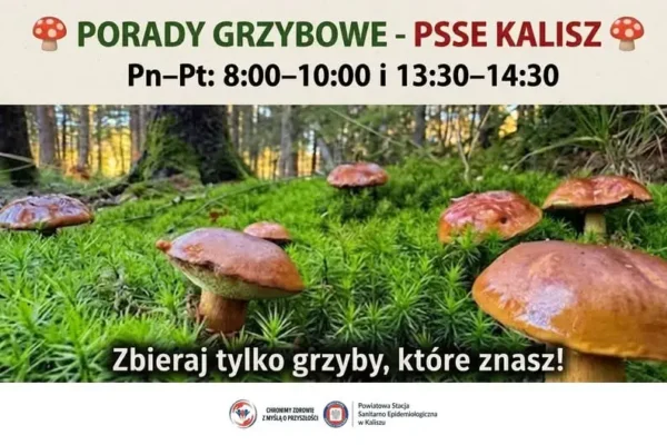 Sezon grzybowy w pełni – bezpłatne porady w Sanepidzie w Kaliszu