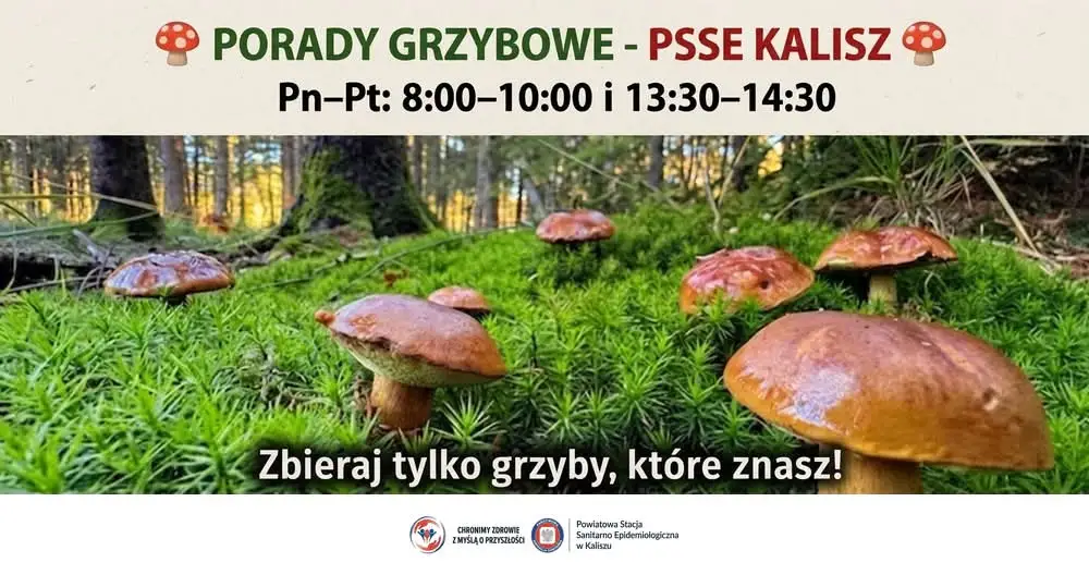 Sezon grzybowy w pełni – bezpłatne porady w Sanepidzie w Kaliszu
