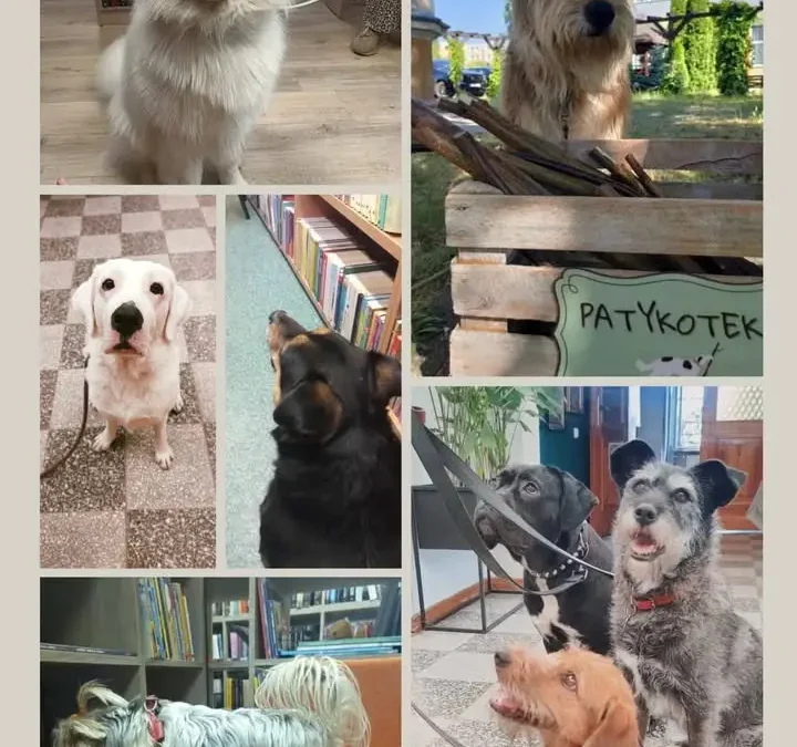 Międzynarodowy Dzień Psa: Biblioteka w Kaliszu zaprasza czworonogi