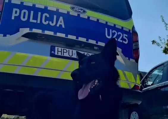 Międzynarodowy Dzień Psa: Remus z kaliskiej policji odpoczywa po służbie