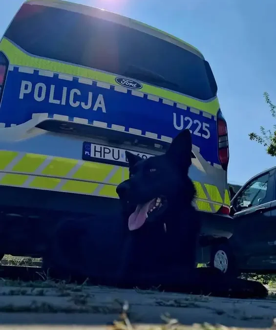 Międzynarodowy Dzień Psa: Remus z kaliskiej policji odpoczywa po służbie