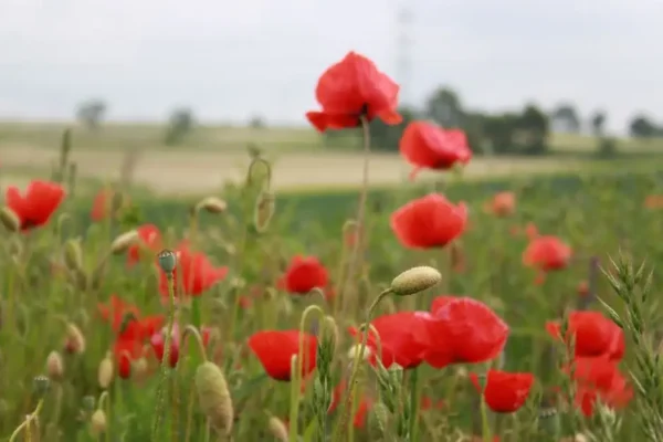 Dożynki w Gminie Mycielin już w sobotę – trwają przygotowania