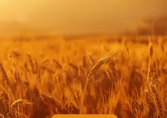 Powiatowo-Gminne Dożynki w Rychnowie już w niedzielę!