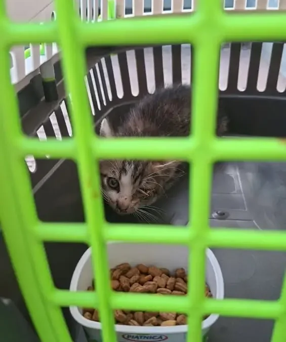 Kociak szuka domu – bezdomny maluch czeka na adopcję