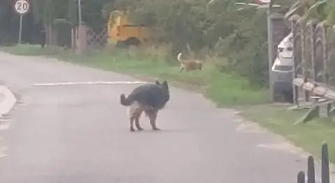 Apel o bezpieczeństwo: właściciele psów w Gminie Godziesze Wielkie muszą zadbać o nadzór