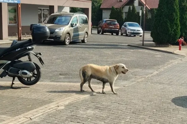 Zaginiony labrador błąka się po ul. Kaliskiej w Godzieszach Wielkich – szukamy właściciela