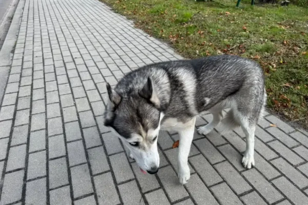 Zagubiony pies przy ulicy Ks. Kurzawy w Brzezinach – szukamy właściciela