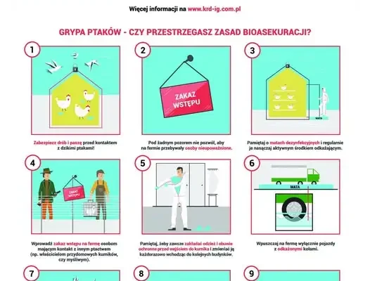 Grypa ptaków: hodowcy drobiu muszą przestrzegać bioasekuracji