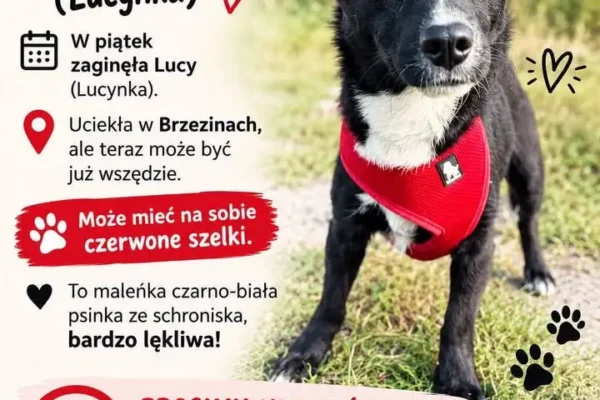 Zaginęła Lucy – mała, lękliwa psinka z Brzezin. Właściciele proszą o pomoc