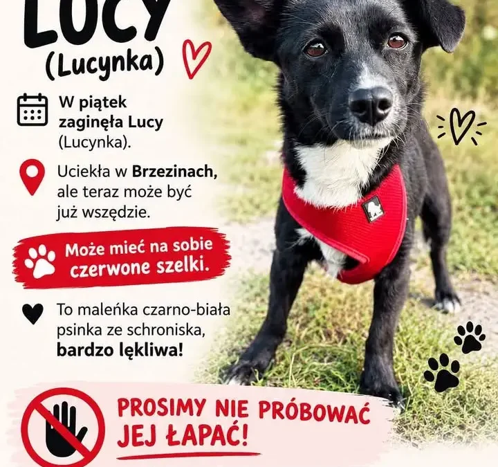 Zaginęła Lucy – mała, lękliwa psinka z Brzezin. Właściciele proszą o pomoc